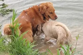 五个月拉布拉多遇到四岁大金毛，打架却一点不逊色，却没想被……