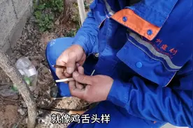 最新方法嫁接桂花（上），高手亲自示范，嫁接上就活，值得收藏！视频封面