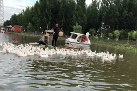 鸭子是怎样吃饭的？