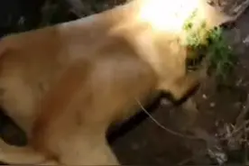 广西大山里的大老鼠视频封面