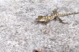 雷公狗为什么不是狗！这个你们农村叫什么，这种东西很快灭绝了。