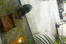 厨房老鼠太多请来流浪猫抓老鼠视频封面