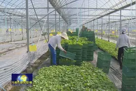马鞍山市今年秋季作物政策性农业保险承保工作全面启动视频封面