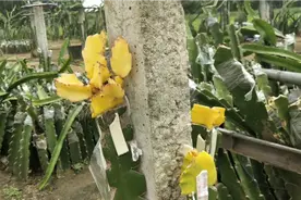 最近连续下雨天，火龙果苗都感染病菌了，果农只好全部剪掉