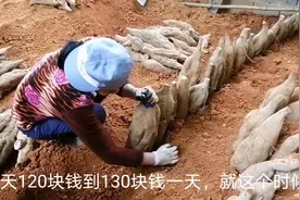小菜家乡特产粉葛的收购土藏全过程，靠体力活赚钱不易是你会做吗视频封面