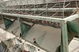 新疆的红枣是怎么分级的？最大的红枣居然有鸡蛋那么大？太稀罕人视频封面