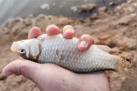 遇到水流大时这样钓，不用浮漂，只需看浮漂座晃动就中鱼