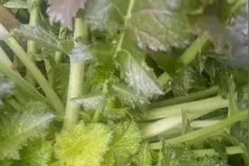 雪里红，懂得人当宝，不懂人当草，神奇的药菜两用蔬菜视频封面