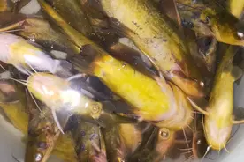 贵州黄辣丁泛滥户外一十三徒手抓黄辣丁抓到手抽筋