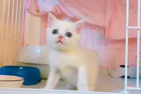 小猫太顽皮掉下来，被眼疾手快的主人一下托住视频封面