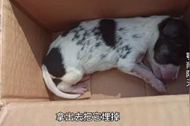 不幸发生！刚出生的狗狗竟然夭折了