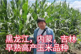 黑龙江，内蒙，吉林早熟高产玉米品种，亩产1880斤，种植密度4000视频封面