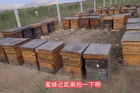 格尔木往茫崖50公里处，看重庆养蜂人怎么制作蜂巢，大飞带你来视频封面