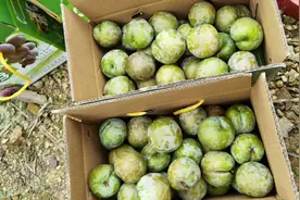 三华李，最正宗的，在翁源县，三华镇，市面上很难买得到，视频封面