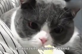 主人给猫咪闻榴莲，喵星人一脸嫌弃干呕-什么东西这么臭！_1视频封面