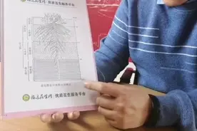 花生根系能长2米多，花生果又在耕作层的哪个位置呢？ #福达花生