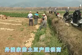 3.8亩的田，种土豆有35000元收益，可比种水稻强多了，你怎么看？视频封面