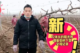 6年生的阳光玫瑰葡萄树、长度达到了12米、下架太费劲了视频封面