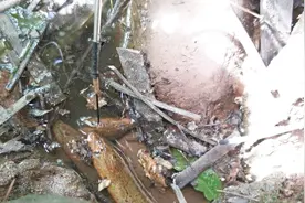 10多年的老鱼塘黄鳝真多，没有蚯蚓空钩钓了一条又一条，厉害了