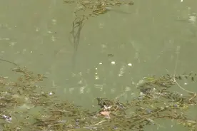 在这里钓鱼，闭着眼都能把鱼提上来视频封面