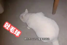 猫猫半夜三更突然呕吐，怕弄脏铲屎官被子，特地下床吐，铲屎哭了