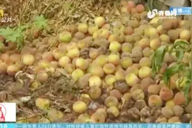 心疼！桃子产量大却滞销，成片桃子烂地里，几毛一斤却仍难卖视频封面