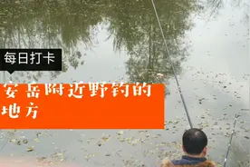 资阳市安岳县石桥铺镇下游河段 喜欢野钓的朋友可以去钓鱼视频封面