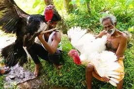 印度野外厨房，老爷爷烹制火鸡手抓饭，村民都夸厨艺很棒！视频封面