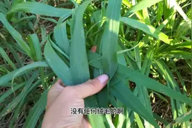 嫩草好喂食，百草之王，亩产30吨，一亩可喂6-7头牛，很适合养殖视频封面
