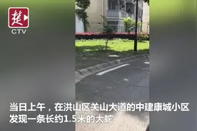 小区内惊现一条1.5长的大蛇，物业准备撒药驱赶