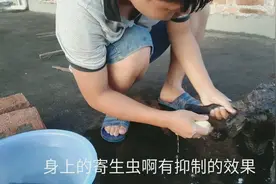 去除猫狗身上的寄生虫异味，农村人有妙招，便宜，方便，还特管用