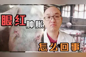 猪眼发红肿胀，这就是猪眼结膜炎，治疗稍有不慎全群发病视频封面