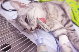 猫咪绝育手术后苏醒全程，猫咪醒来懵了，场面太搞笑了视频封面