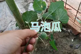 马泡瓜切片晒干泡水厉害了，原来对人还有这用途，值得收藏