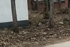 屋后低洼存水不聚财视频封面