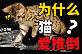 为什么猫喜欢把东西打翻？学会这1招搞定手痒喵星人！视频封面