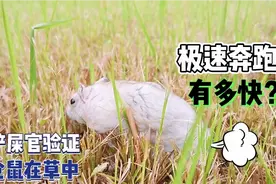 成年仓鼠的奔跑速度有多快，主人测试一下，感觉和乌龟差不多！视频封面