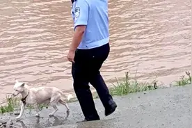 洪水中勇救小狗感动全网后后续——狗妈妈从此不再带着孩子们流浪视频封面