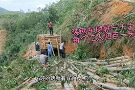 桉树砍伐人工100块一吨，每个工人400块钱一天，大家说工价合理吗视频封面