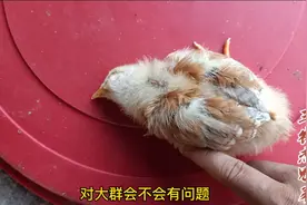 小鸡出现“歪脖子”，是鸡瘟吗？应该怎么办视频封面