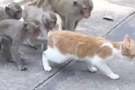 略有姿色的猫咪被一群猴子看上了，竟然强行撸猫！