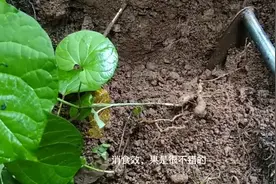 野生隔山消，健脾消食，对油腻性食欲导致的食积可了解下视频封面