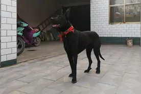 农村实拍：看家护院还是养这种大型犬，主要是听话忠心护主