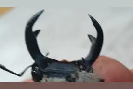 长这么大没见过这是什么虫子，头上俩个角真霸气视频封面