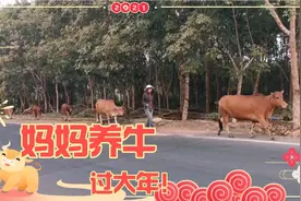 海南农村妈妈的养牛故事｜她如何在农忙之余养11头牛视频封面