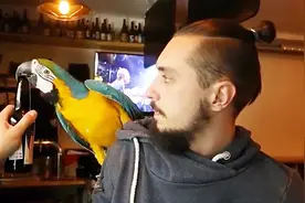 如果认为鹦鹉只是宠物，那就大错特错了，鹦鹉还有的技能很多