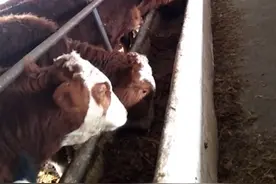 早上喂牛的最佳时间