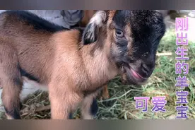 刚出生的羊宝宝就会走路，也会吃草，真的是太神奇了