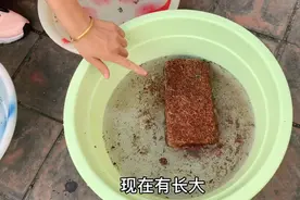 4块钱买进口椰砖，泡发后能配出数10斤土，比营养土便宜不止10倍视频封面