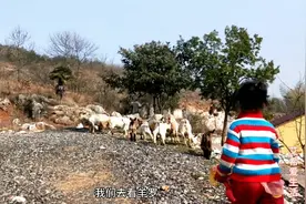 你能分清楚那只羊崽是哪只羊妈妈生的吗视频封面